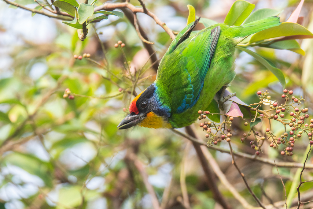 Necklaced Barbet (Psilopogon auricularis) photo