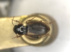 Anisodactylus discoideus