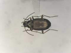 Bembidion carinula
