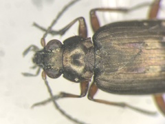 Bembidion carinula