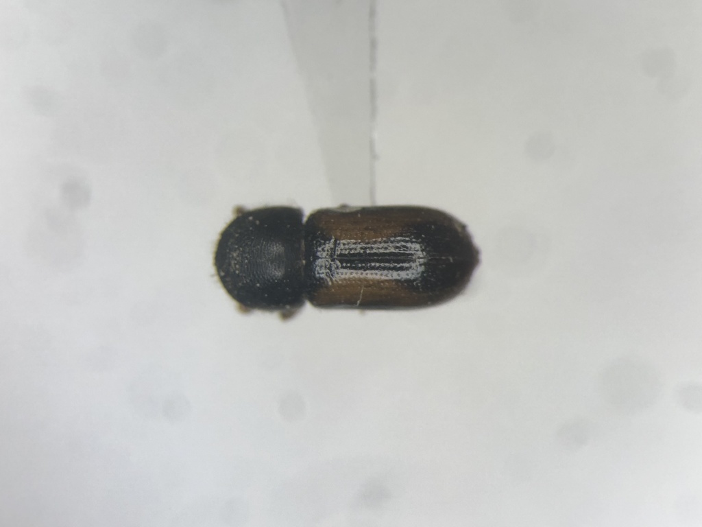 Trypodendron retusum