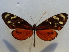 Mechanitis polymnia isthmia