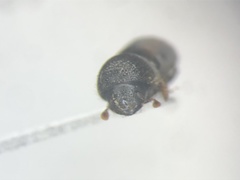 Trypodendron retusum