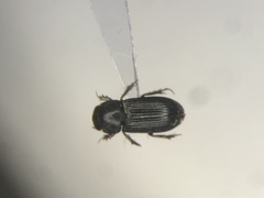 Ataenius abditus