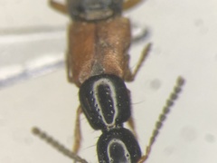 Philonthus neonatus