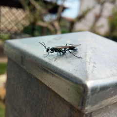 Chalybion bengalense