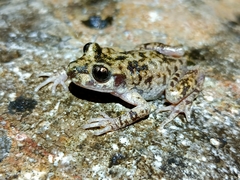 Alytes muletensis