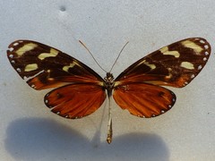 Mechanitis polymnia isthmia