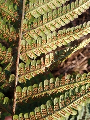 Dryopteris affinis affinis