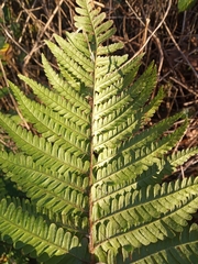 Dryopteris affinis affinis