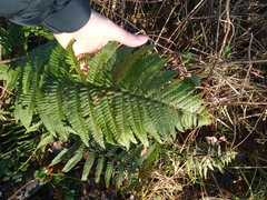 Dryopteris affinis affinis