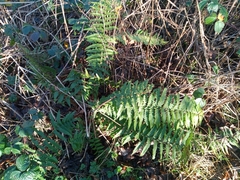 Dryopteris affinis affinis