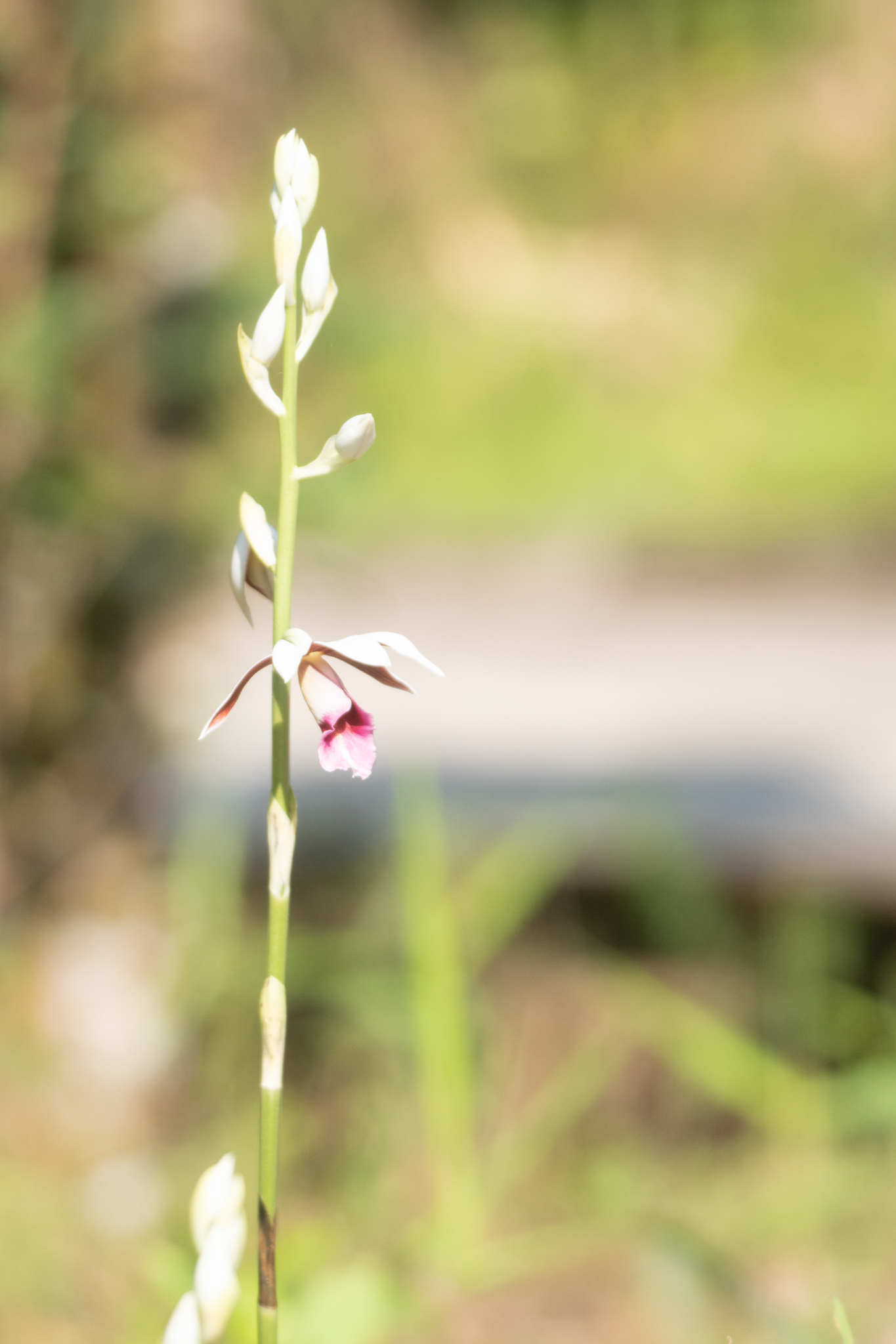 Calanthe tankervilleae — ảnh 2