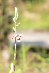 Phaius