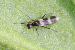 Tachydromia annulimana
