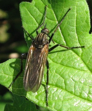 Empis marqueté