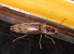 Conoderus fuscofasciatus