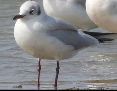 Chroicocephalus ridibundus