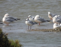 Chroicocephalus ridibundus