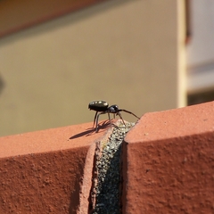 Nurscia albomaculata