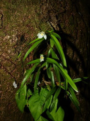 Maxillaria lutescens