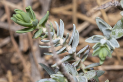 Thymelaea