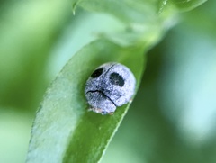 Azya luteipes