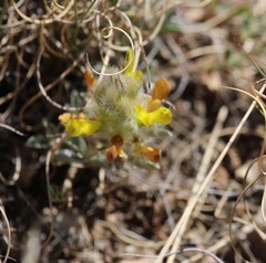 Dalea jamesii