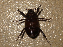 Ancognatha scarabaeoides