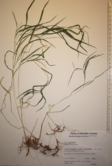 Muhlenbergia sylvatica