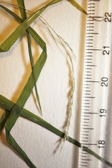 Muhlenbergia sylvatica