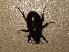 Ancognatha scarabaeoides