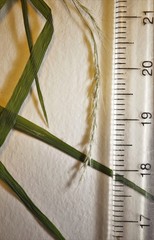 Muhlenbergia sylvatica