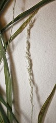 Muhlenbergia sylvatica