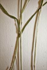 Muhlenbergia sylvatica