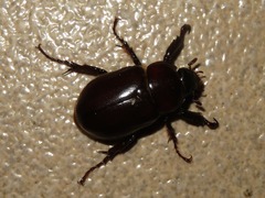 Ancognatha scarabaeoides