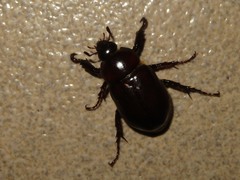 Ancognatha scarabaeoides