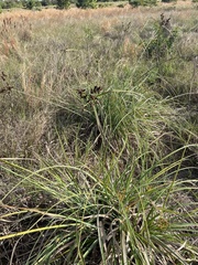 Cyperus ligularis image