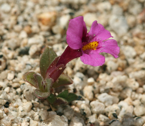 Diplacus ovatus (Diplacus ovatus)