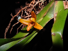 Maxillaria villosa