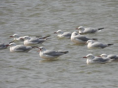 Chroicocephalus genei