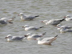 Chroicocephalus genei