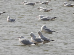 Chroicocephalus genei