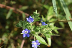 Hydrolea spinosa