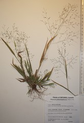 Panicum philadelphicum philadelphicum