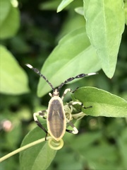 Holhymenia histrio