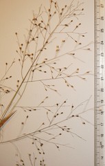 Panicum philadelphicum philadelphicum