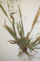 Panicum philadelphicum philadelphicum