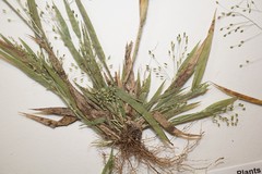 Panicum philadelphicum philadelphicum