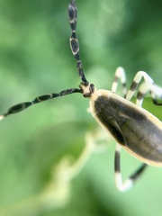 Holhymenia histrio
